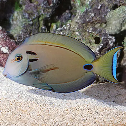 Vampire Tang (Acanthus tennenti) - Marine World Aquatics