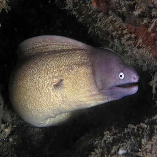 White Eye Eel (Sideria thyrsoidea) - Marine World Aquatics