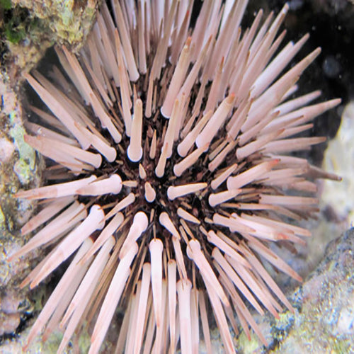 White-tip Urchin (Echinometra mathaei) - Marine World Aquatics
