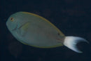 White Tail Tang (Acanthurus thompsoni) - Marine World Aquatics