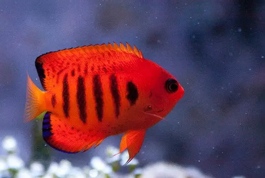 Flame Angel (Centropyge loriculus) - Marine World Aquatics