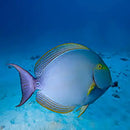 Xanthopterus Tang (Acanthurus xanthopterus) - Marine World Aquatics
