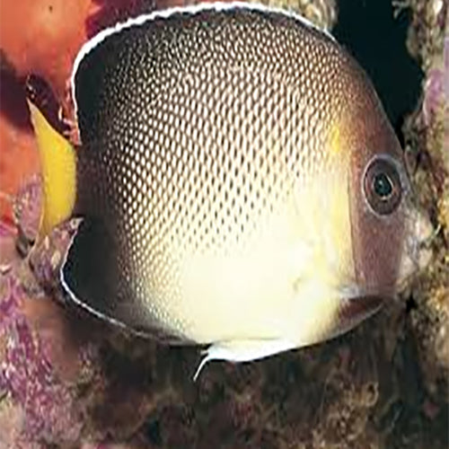 Xanthotis Angel Fish (Apolemicthys xanthotis) - Marine World Aquatics