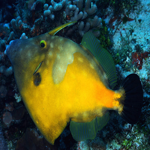 Yellow Filefish (Cantherhinus fronticinctus) - Marine World Aquatics