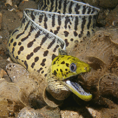 Yellow Head Eel (Gymnothorax fimbriatus) - Marine World Aquatics