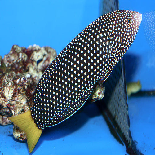 Yellow Tail Tamarin Wrasse (Anampses meleagrides) - Marine World Aquatics